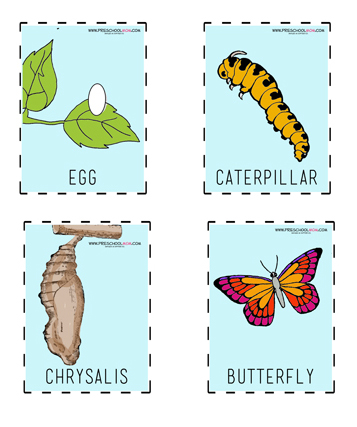 Image result for butterfly cycle