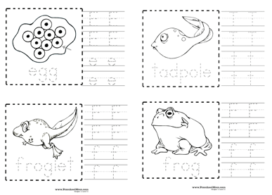 Printables Frog Life Cycle Worksheet frog preschool printables life cycle coloring handwriting