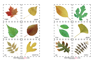 Fall Leaf Preschool Printables